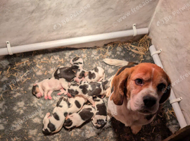 READY NOW Gorgeous Beagle puppies