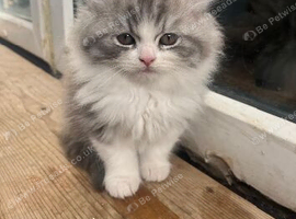 Beautiful Half Persian kittens.