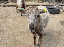 2 Shetland X Soay ewe lambs for sale &pound;140!