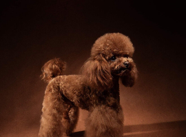 Sheldon, Red Asian Teddy Poodle, Surrey!