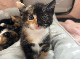 4 gorgeous kitten&rsquo;s