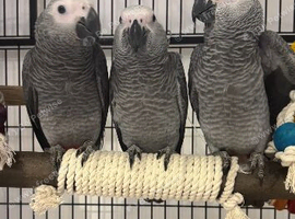 African grey baby - Ready now - 3