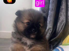 Pomeranian pupoies