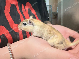 gerbil needing a home asap