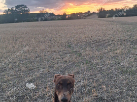 Betties looking for her forever home
