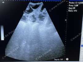 Manchester K9 Services Ultrasound Scanning & Microchipping