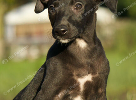Whippet bull Wheaton greyhound
