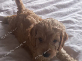 F1b cockapoo puppies
