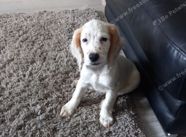 Gorgeous lemon boy KC Reg