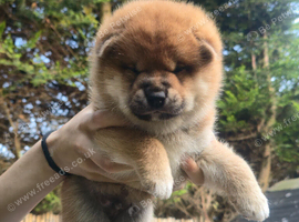 Shiba inu puppies for sale