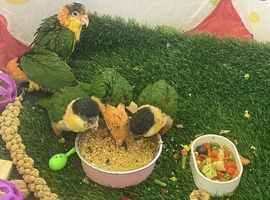 Sweet Caique parrots
