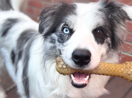Merle Border Collie