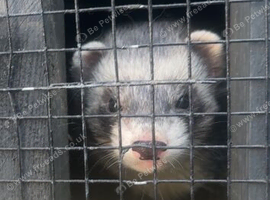 3/4 angora ferret for sale