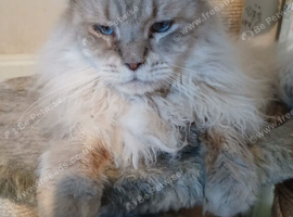 Big Beautiful Maine Coon