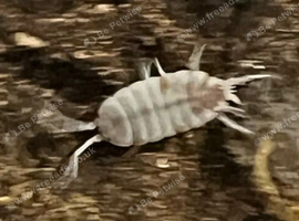 (UK WIDE SHIPPING) Orange Koi isopods for sale UK (Porcellionides pruinosus)