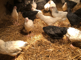 11 week old pullets