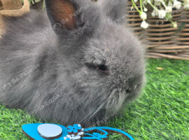 3 double mained lionheads