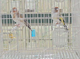 Siberian goldfinch pairs all DNA
