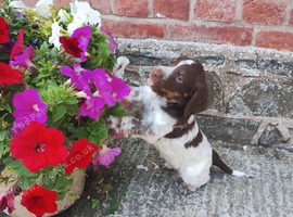 Cocker Spaniel Puppies