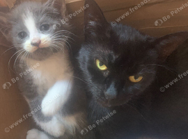 Beautiful grey & white little girl