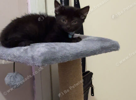 Kitten 8 weeks