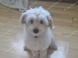 Maltese bichon girl