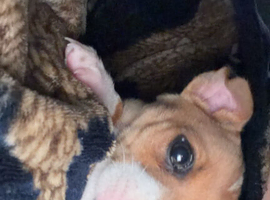 Miniature Jack Russel Puppy