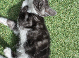 Stunning kittens