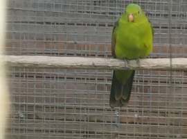 Adult aviary crimson wing hen bird available