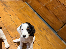 Clumber spaniel cross Jack Russell