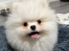 White Teddy Bear Pomeranian Puppy &ndash; London