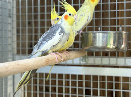 Cocktails parrot