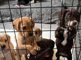 Beautiful labradoodle puppies for sale