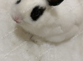 Dwarf black &white