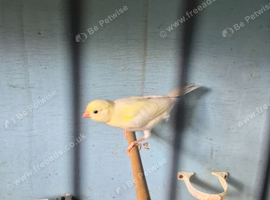 Mosaic canary