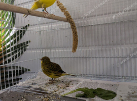 2026 fife canaries for sale