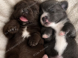 2 beautiful Chihuahua puppies