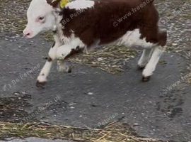 Minature Hereford heffer calf