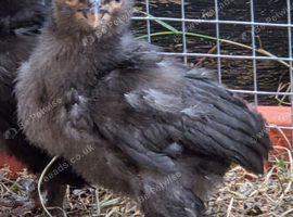 FREE 3 x 3 week old Barbu D'uccle chicks