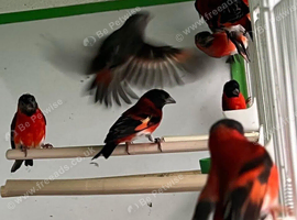 Red siskins