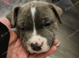1 puppy left due to time wasters