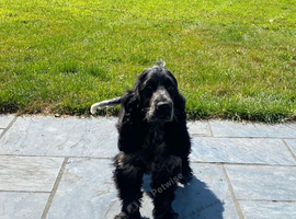 Show type kc registered male blue roan