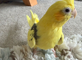 Male Cockatiel Lutino