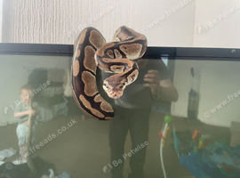 Ball pythons