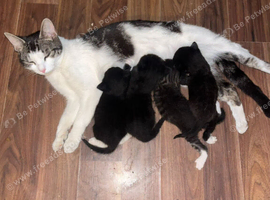 5 beautiful kittens