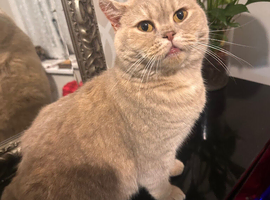 Female British Shorthair