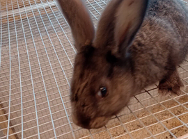 Continental giant rabbits