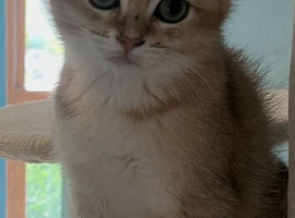 GCCF NY12 British shorthair
