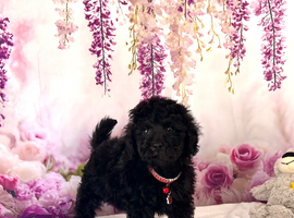 Stunning Mini Poodles, CHAMPION Lines, DNA Clear