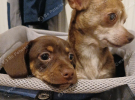 Daschund/chihuahua cross chiweenie
